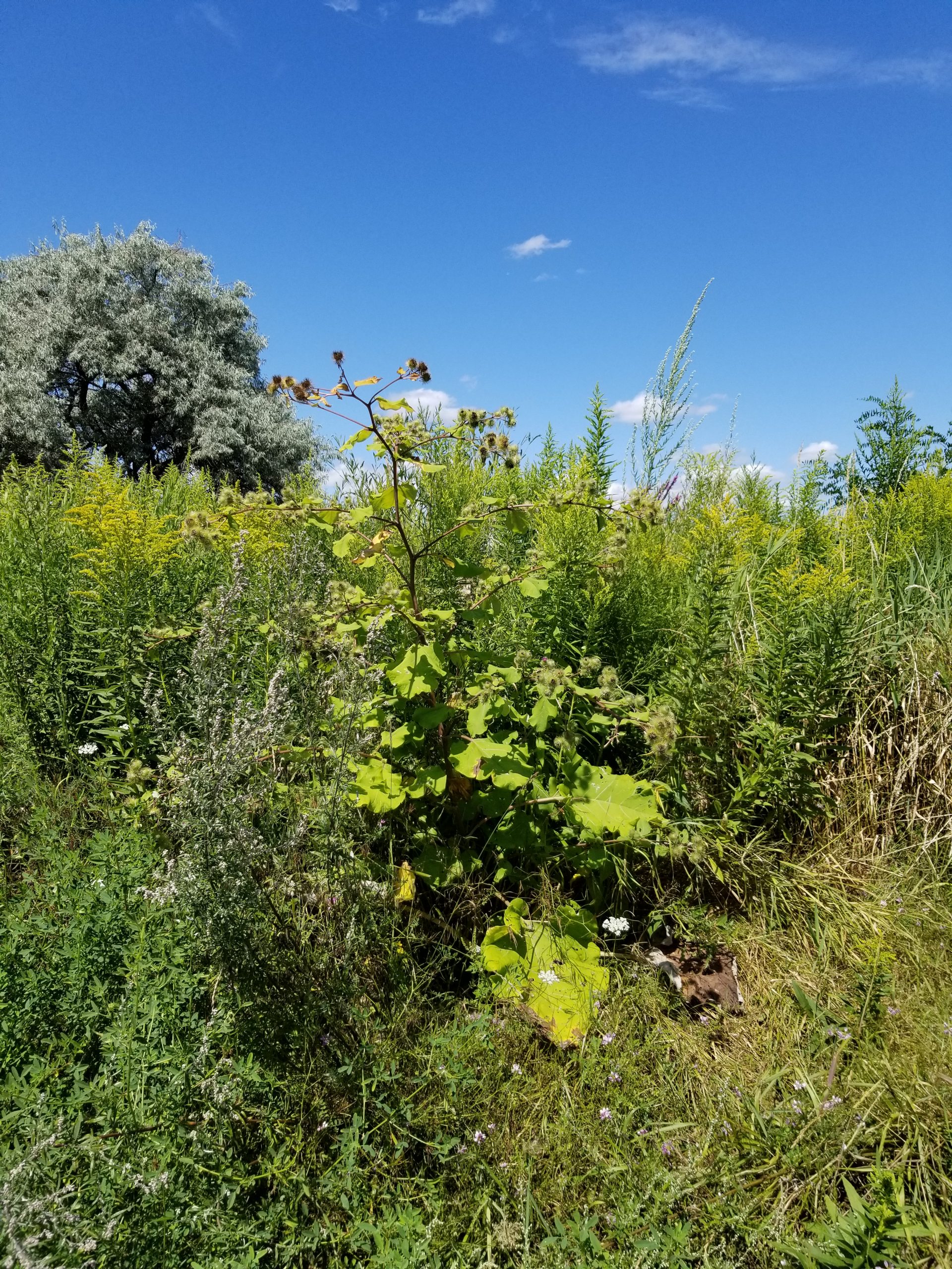 Common Burdock