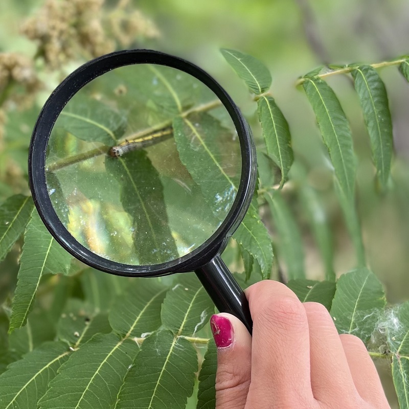 PA day camper uses magnifying glass to study insect at Tommy Thompson Park