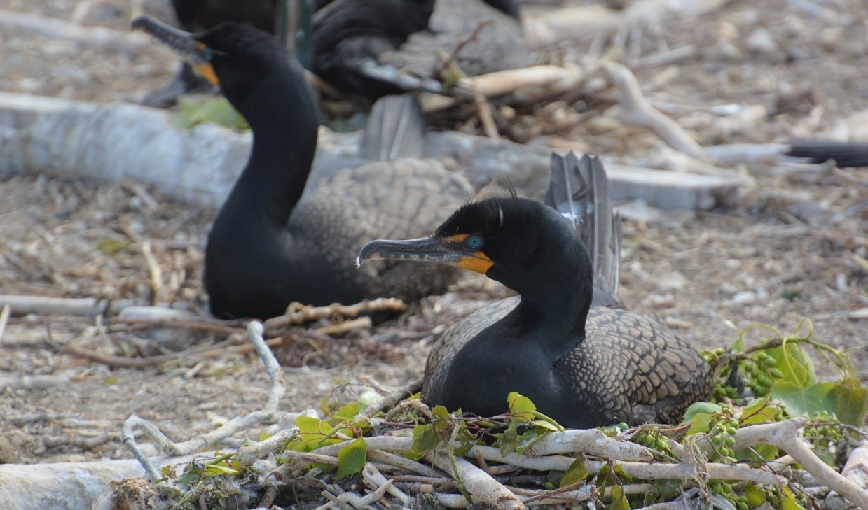 cormorants nesting at Tommy Thompson Park