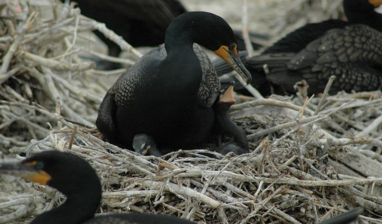 cormorants nesting at Tommy Thompson Park