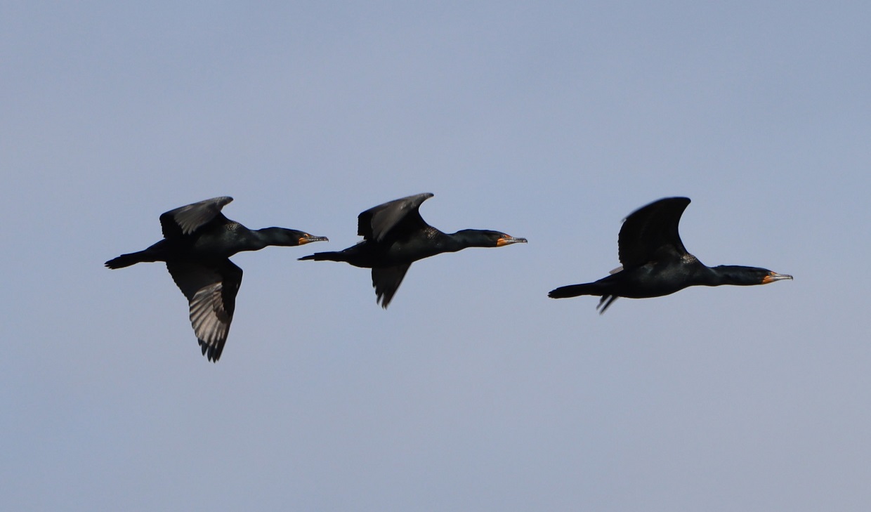 cormorants in flight