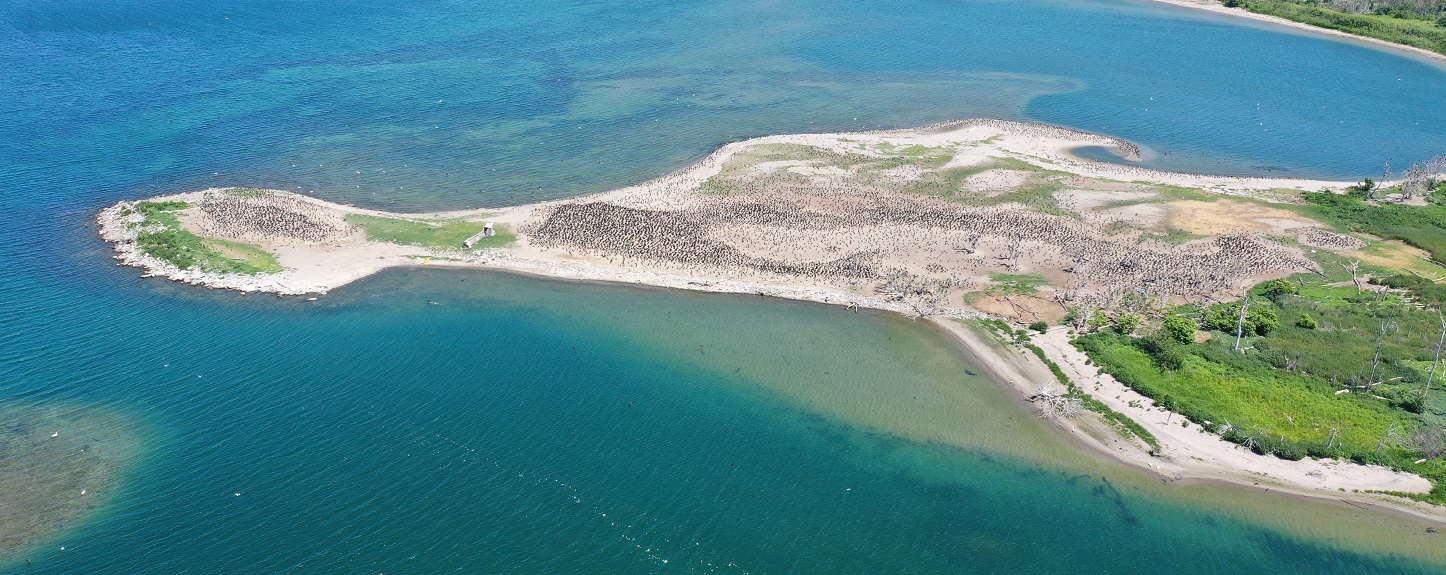 aerial view of the cormorant colony at Tommy Thompson Park
