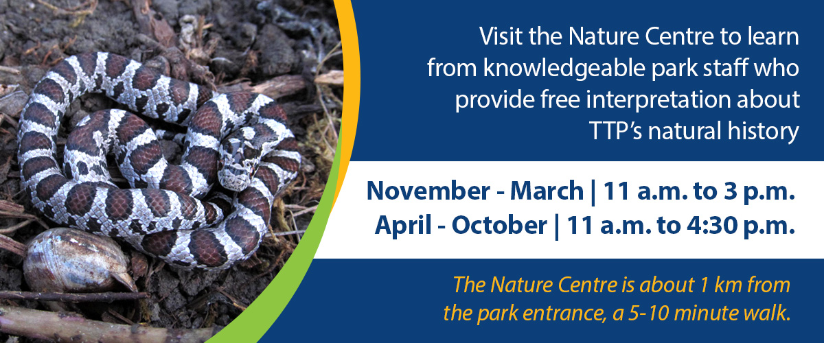 Visit the Nature Centre at Tommy Thompson Park