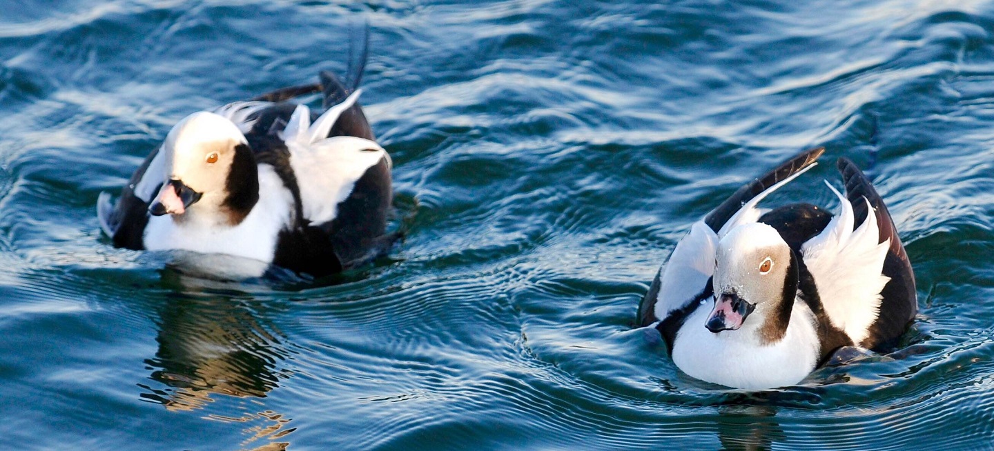 long tailed ducks spotted on the waters of Lake Ontario in winter