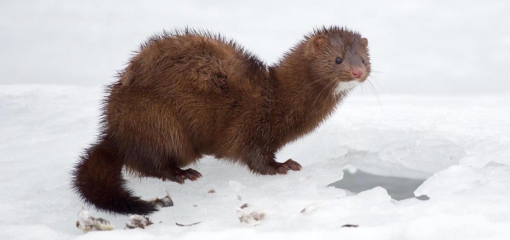 a mink photographed in winter at Tommy Thompson Park