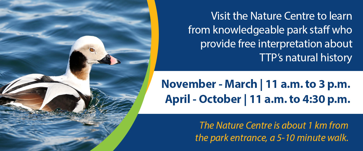 Visit the Tommy Thompson Park Nature Centre to learn from knowledgeable park staff who proivde free interpretation about the natural history of TTP