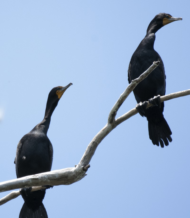 ttp-cormorant-management_NEW1_april2025 a pair of double-crested cormorants perches on a tree branch