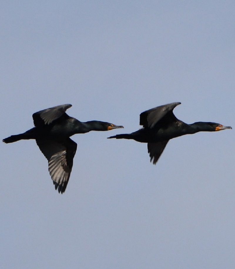 ttp-cormorant-management_NEW3_april2025 a pair of double-crested cormorants in flight