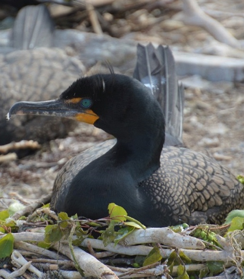 ttp-cormorant-management_NEW4_april2025 a nesting cormorant