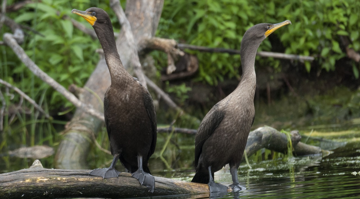 ttp-cormorant-management_NEW_april2025 a pair of double-crested cormorants