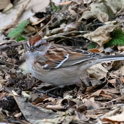 American Tree Sparrow