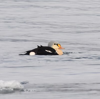 King Eider