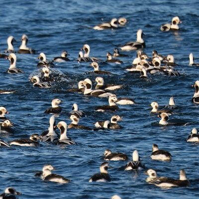 Long-tailed Ducks