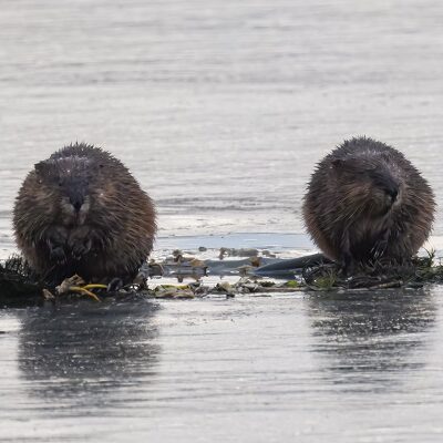 Muskrats