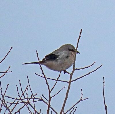 Northern Shrike