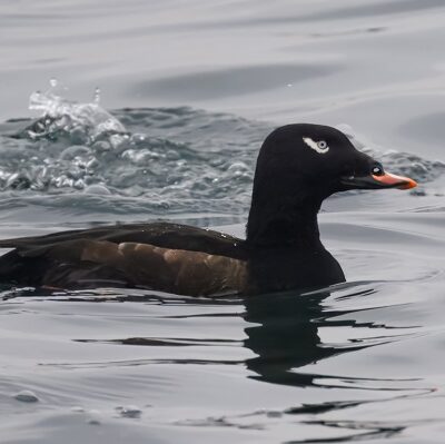 male White-winger Scoter